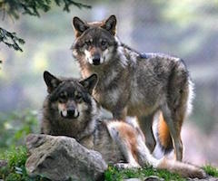 El borrador del plan del lobo contempla que se prohíba su caza en Cantabria